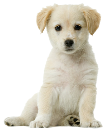 Puppy