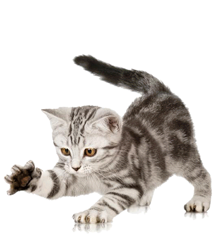 pngwing.com (1)