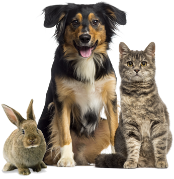 Dog-cat-rabbit
