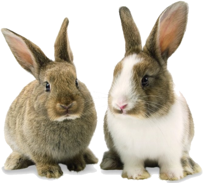 SeekPng.com_bunny-rabbit-png_2860452