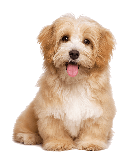 dog-11430