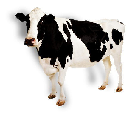 Koe