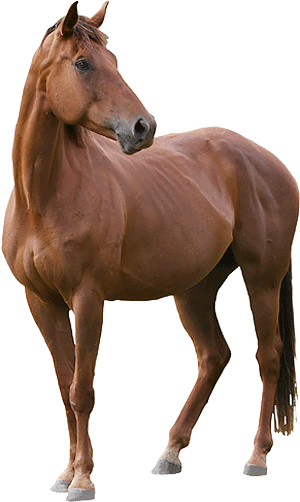Paard