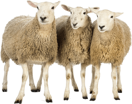 sheep_PNG2190