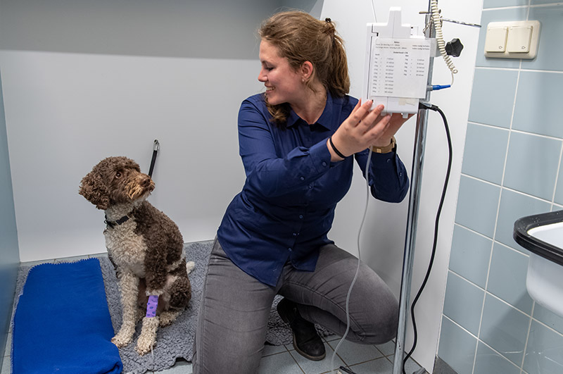 Groepspraktijk Dierenartsen Expertise Chirurgie