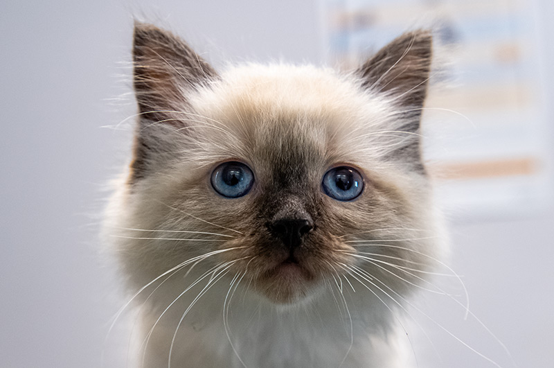 Groepspraktijk Dierenartsen Kitten informatie