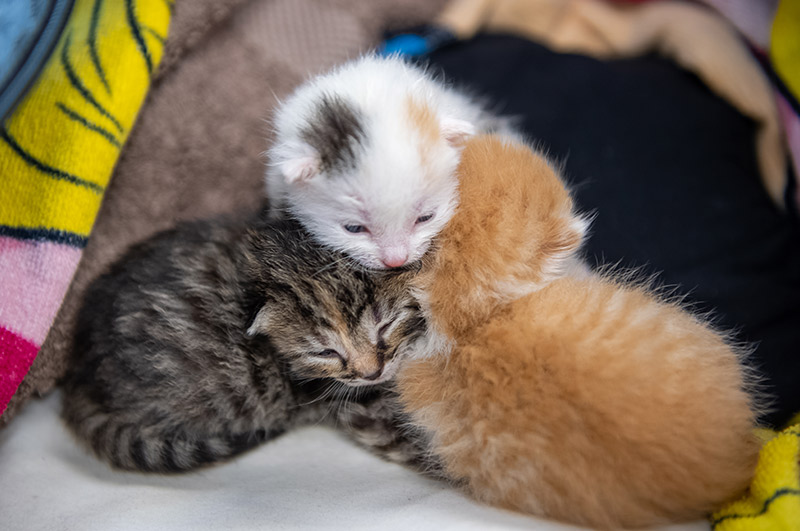 Groepspraktijk Dierenartsen Kitten informatie