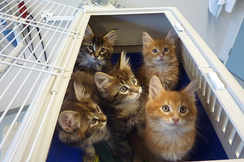 Groepspraktijk Dierenartsen Kitten informatie