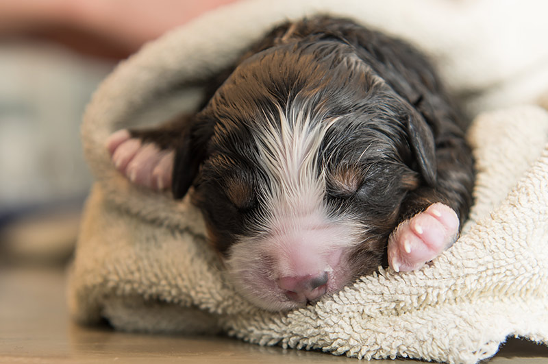 Groepspraktijk Dierenartsen Puppy informatie