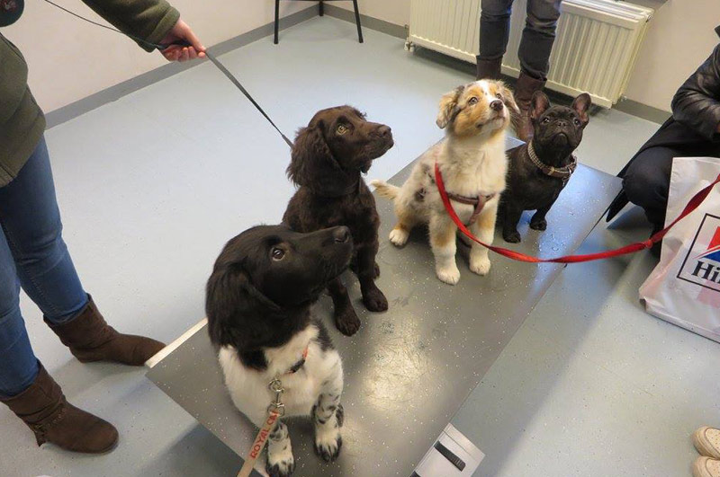 Groepspraktijk Dierenartsen Puppy informatie