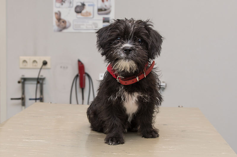 Groepspraktijk Dierenartsen Senior Check Hond