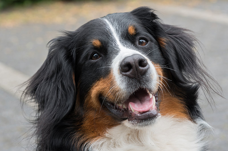 Groepspraktijk Dierenartsen Senior Check Hond