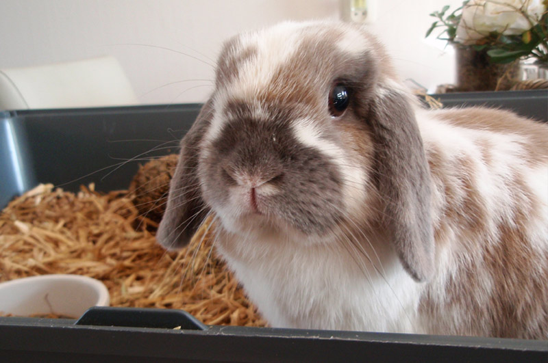 Groepspraktijk Dierenartsen Konijnengeneeskunde