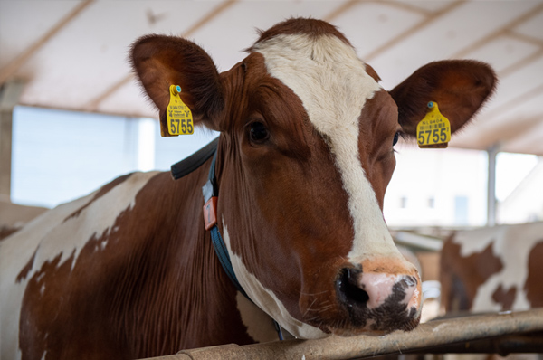 Melkonderzoek | Groepspraktijk Dierenartsen