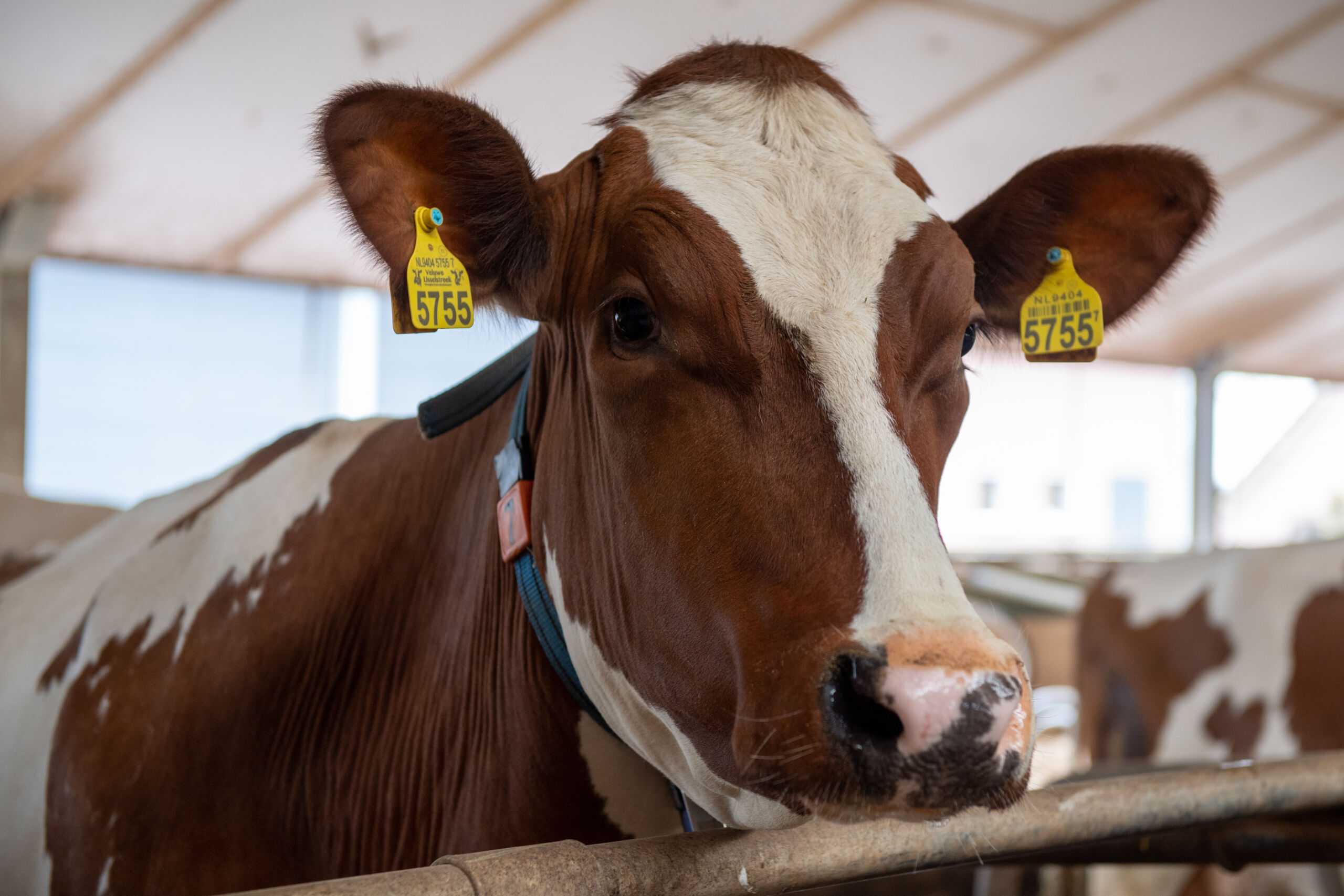 bacteriologisch onderzoek melk koe rundvee