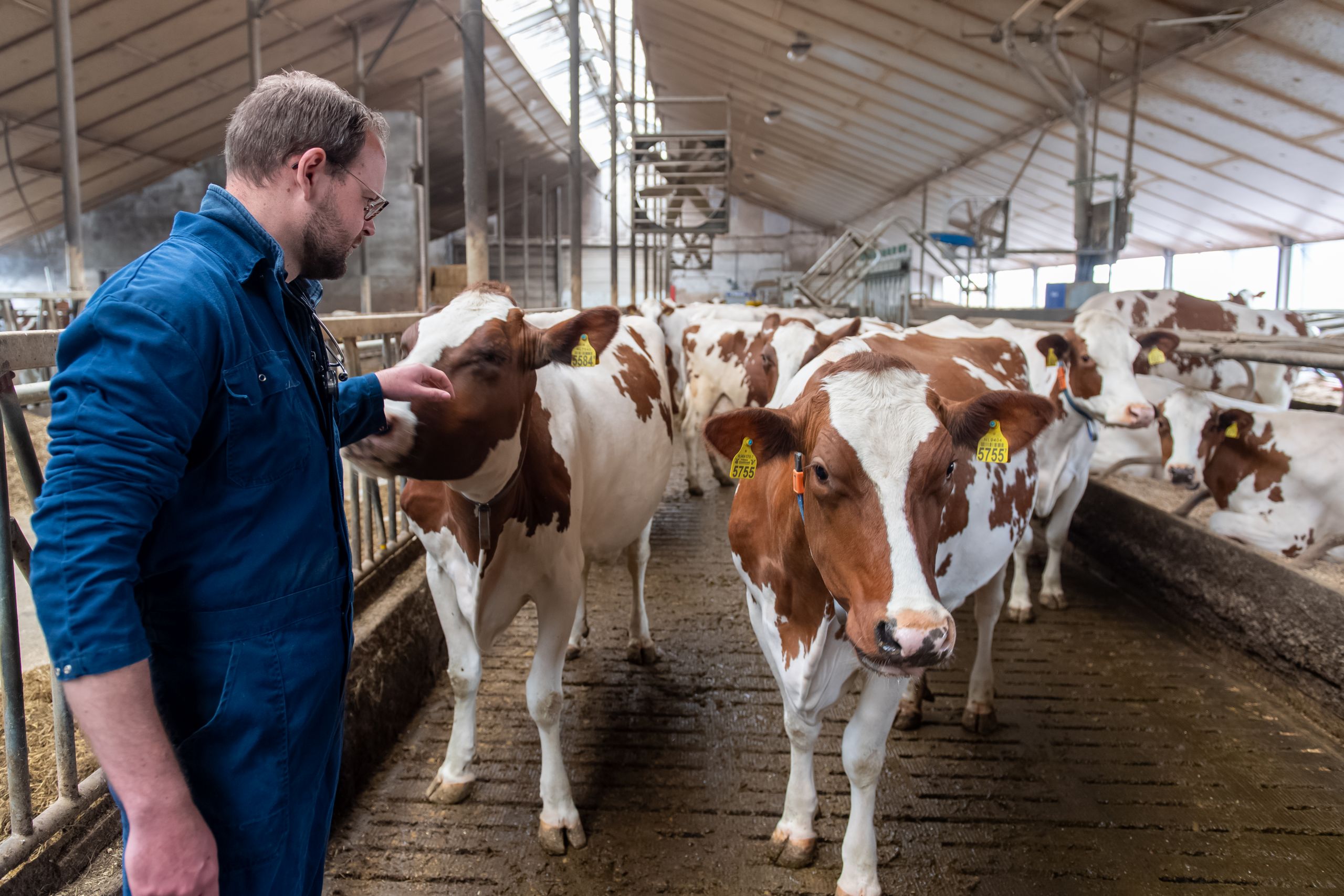 bacteriologisch onderzoek melk koe rundvee