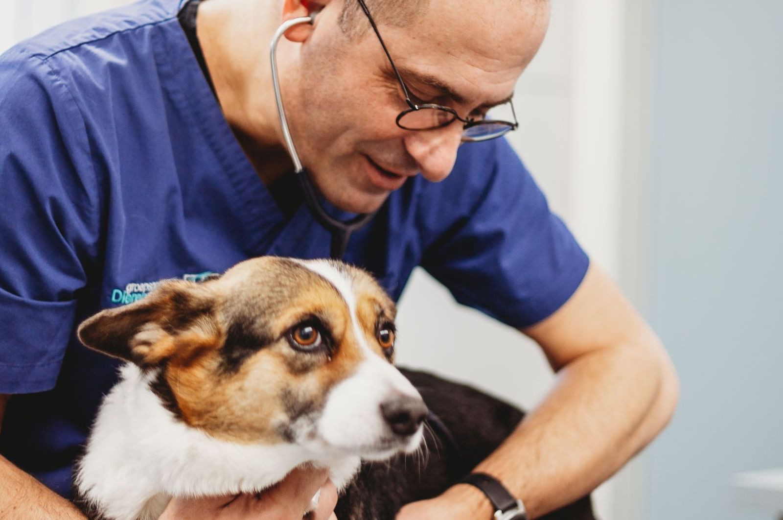 hond dierenarts barneveld harskamp honden dierenkliniek dierenartsenpraktijk