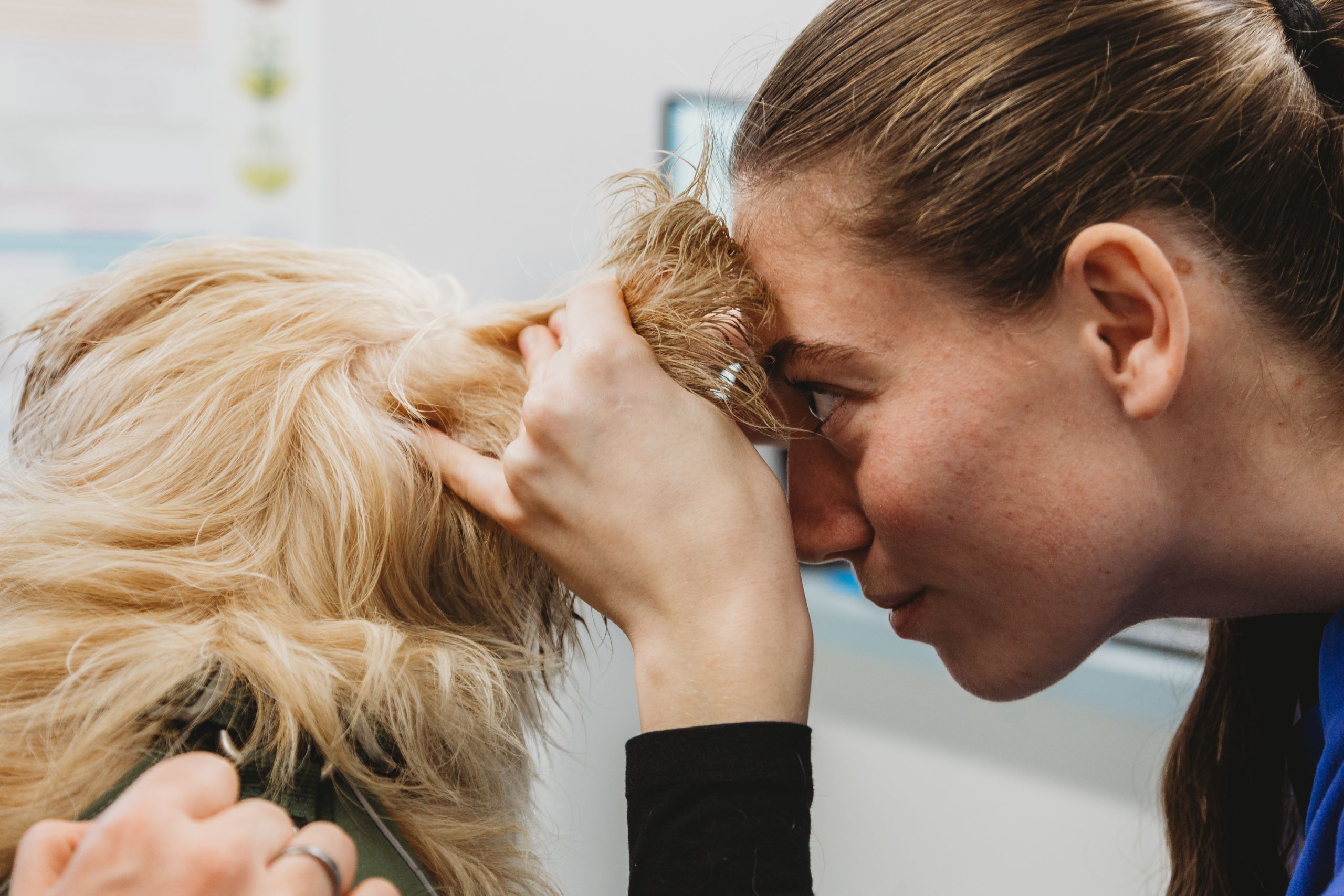 hond dierenarts barneveld harskamp honden dierenkliniek dierenartsenpraktijk