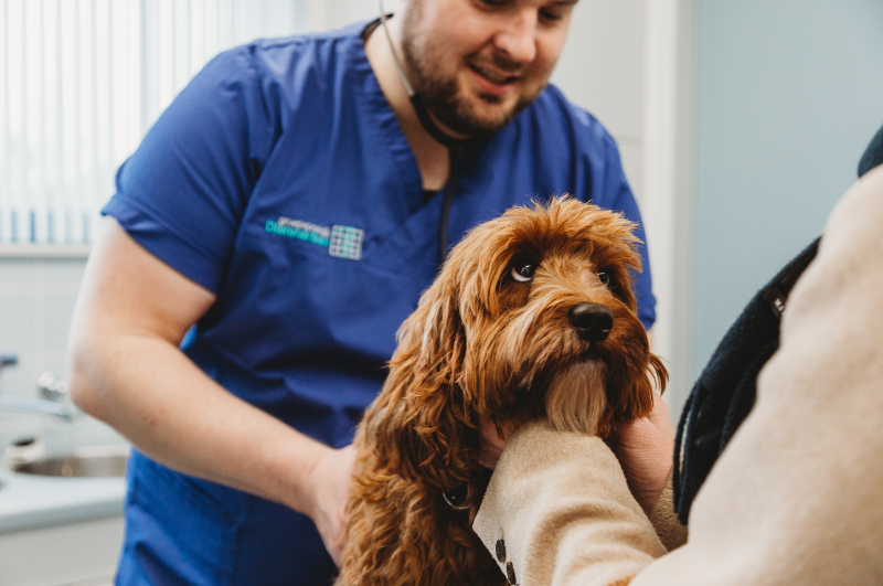 hond dierenarts barneveld harskamp honden dierenkliniek dierenartsenpraktijk