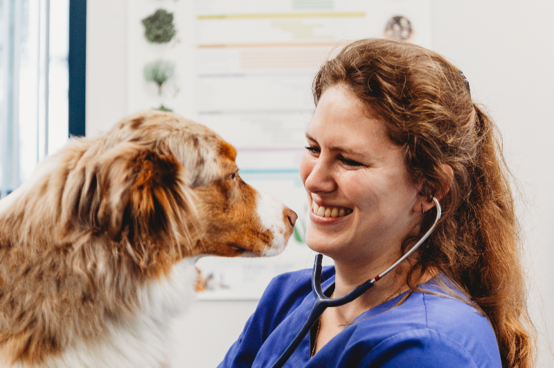 hond dierenarts barneveld harskamp honden dierenkliniek dierenartsenpraktijk