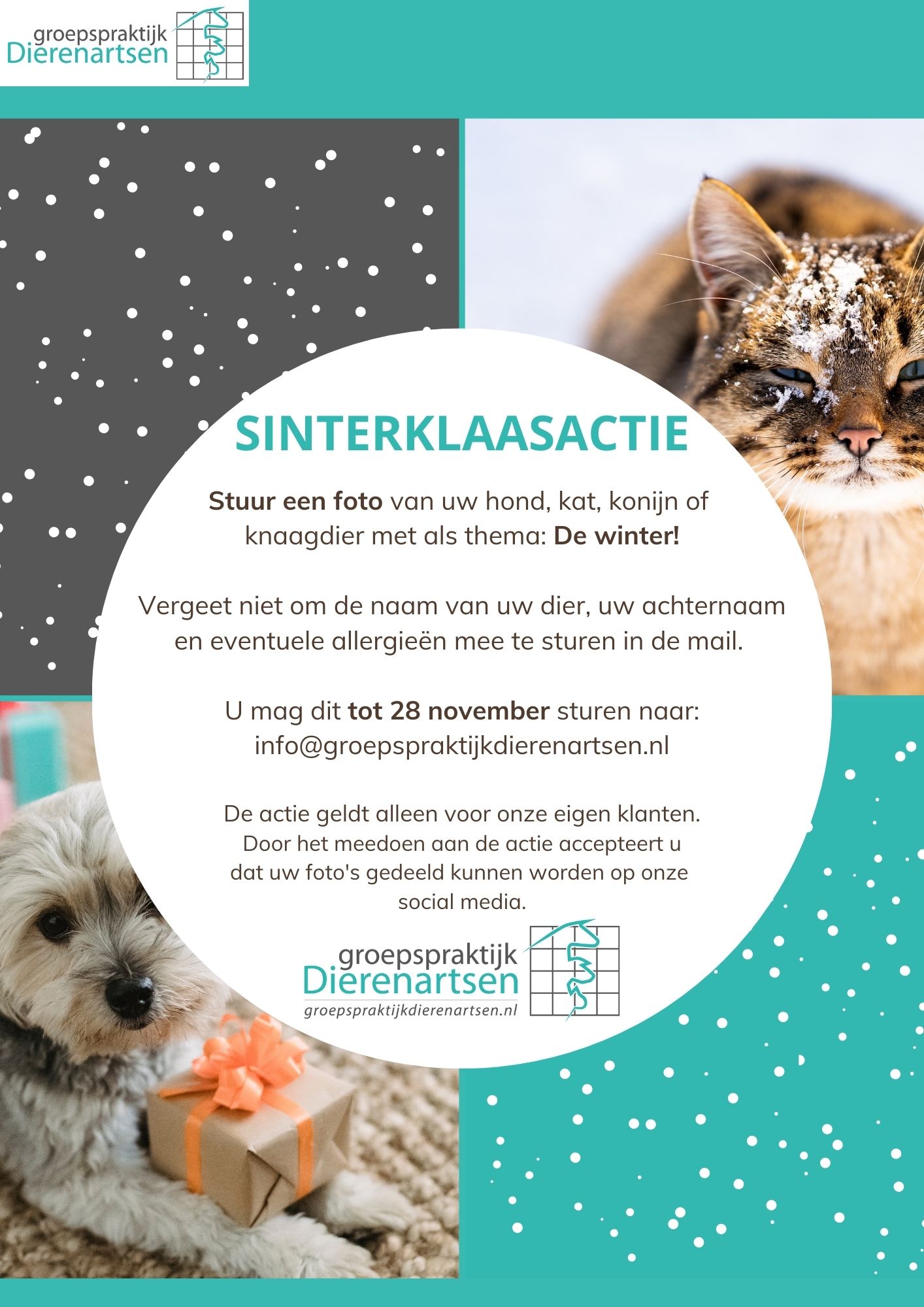 nieuwsbrief november cat friendly hond kat