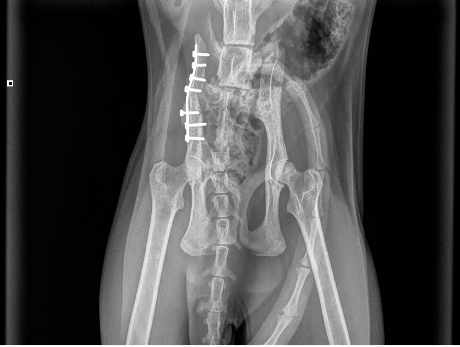 orthopedie kruisband fractuur patella luxatie