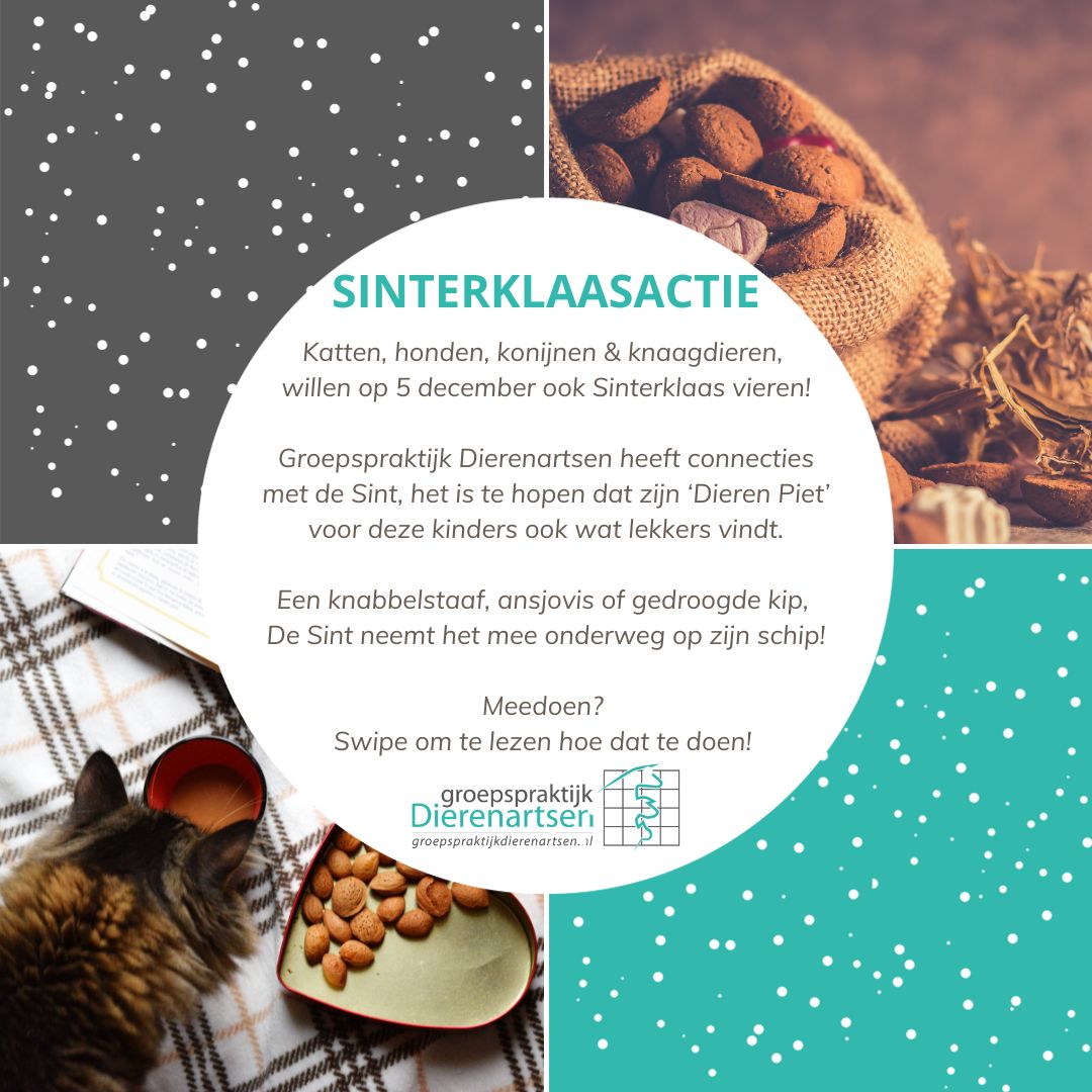 nieuwsbrief november cat friendly hond kat