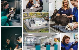 Zelfstandige praktijk vacature paraveterinair barneveld