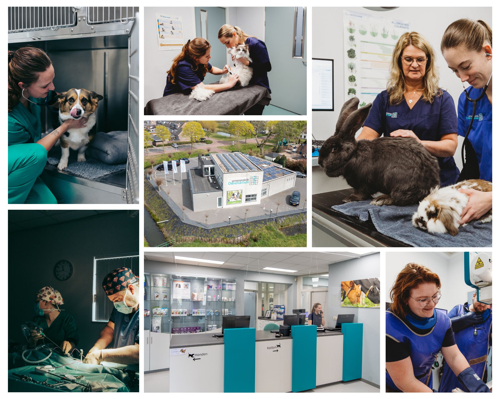 Zelfstandige praktijk vacature paraveterinair barneveld