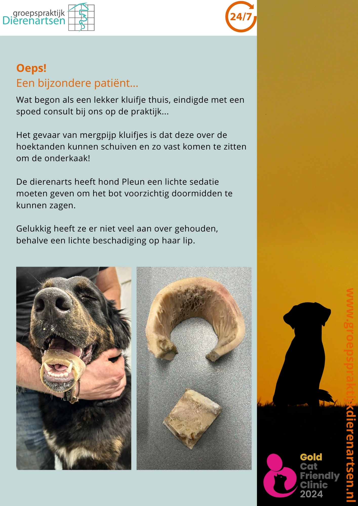 nieuws hond kat barneveld dierenarts harskamp poes kater