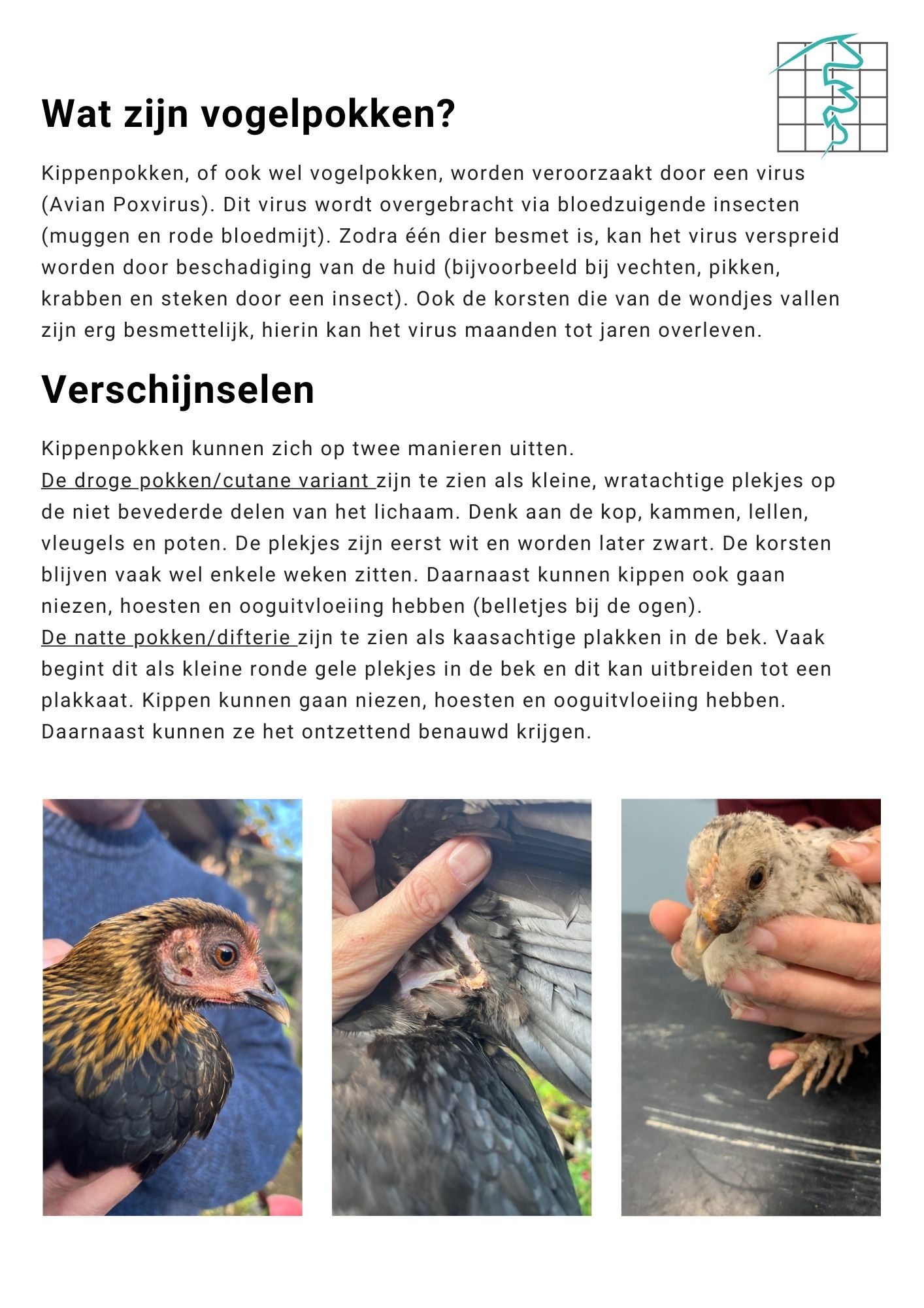 nieuws kippen kippenpokken vogelpokken barneveld 