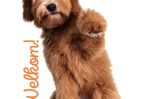 puppy info avond welkom