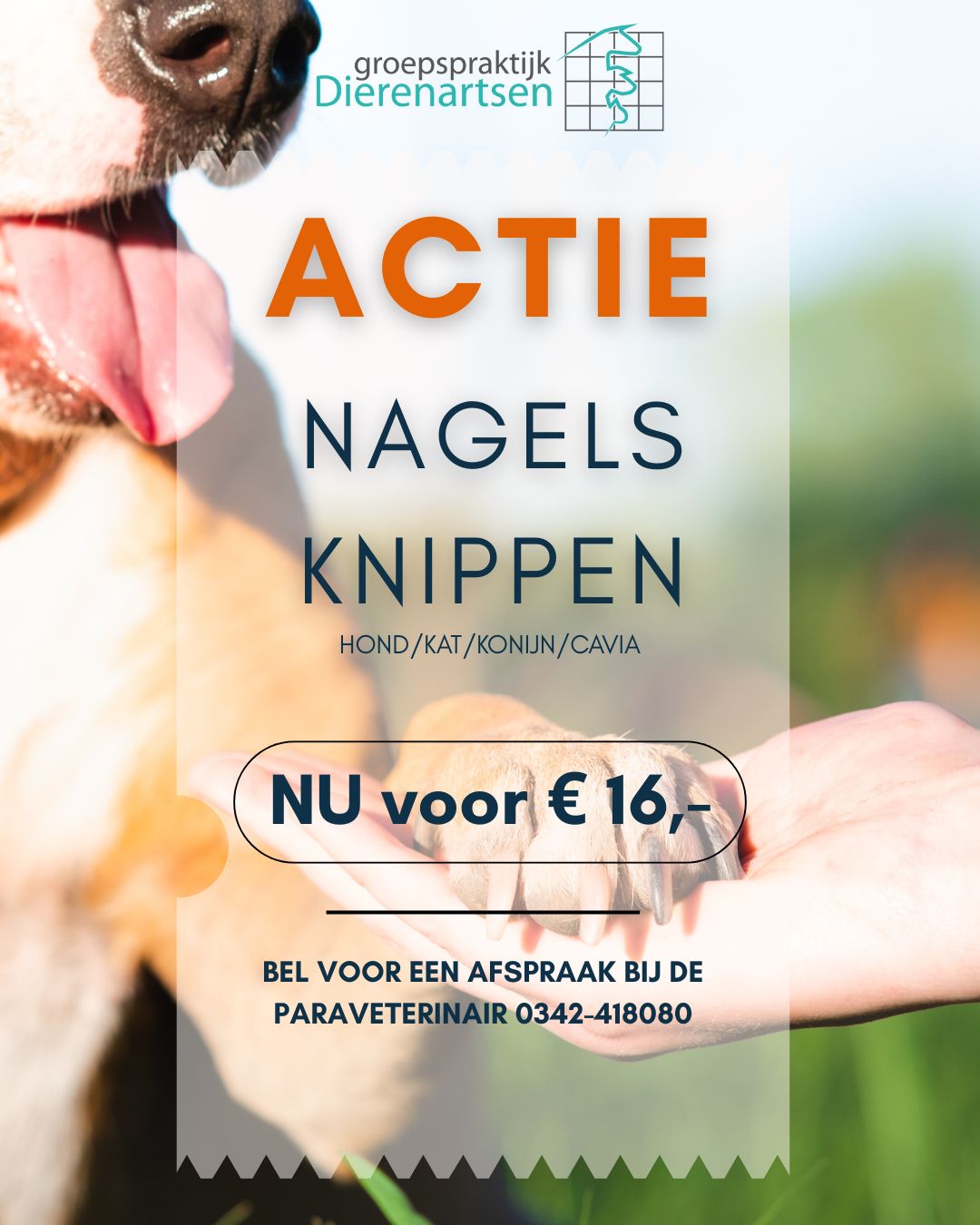 nieuws hond kat barneveld dierenarts harskamp hond pup puppy labradoodle doodle